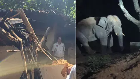 सरगुजा पहुंचे एक हाथी ने बुर्जुग को कुचला