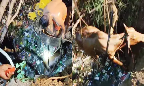 कुएं में गिरी गाय