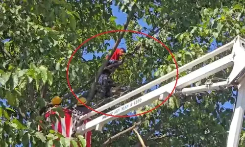 अंबिकापुर नए बस स्टैंड के पास एक मानसिक रूप से कमजोर महिला एक ऊंचे पेड़ पर चढ़ गई