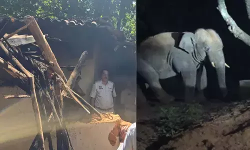 सरगुजा पहुंचे एक हाथी ने बुर्जुग को कुचला