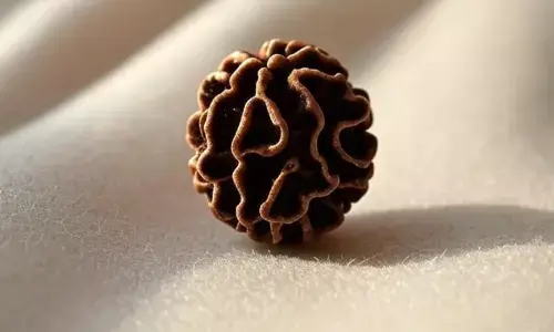 11 Mukhi Rudraksha