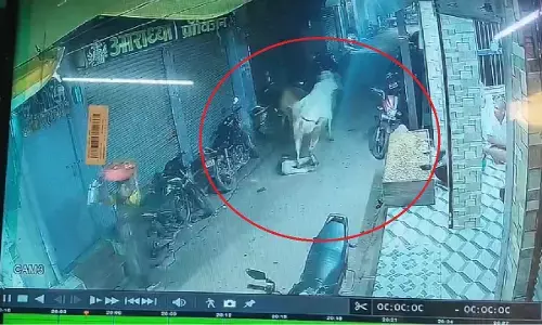 दो सांडों की भिड़ंत के बीच एक पांच वर्षीय बालक चपेट में आ गया