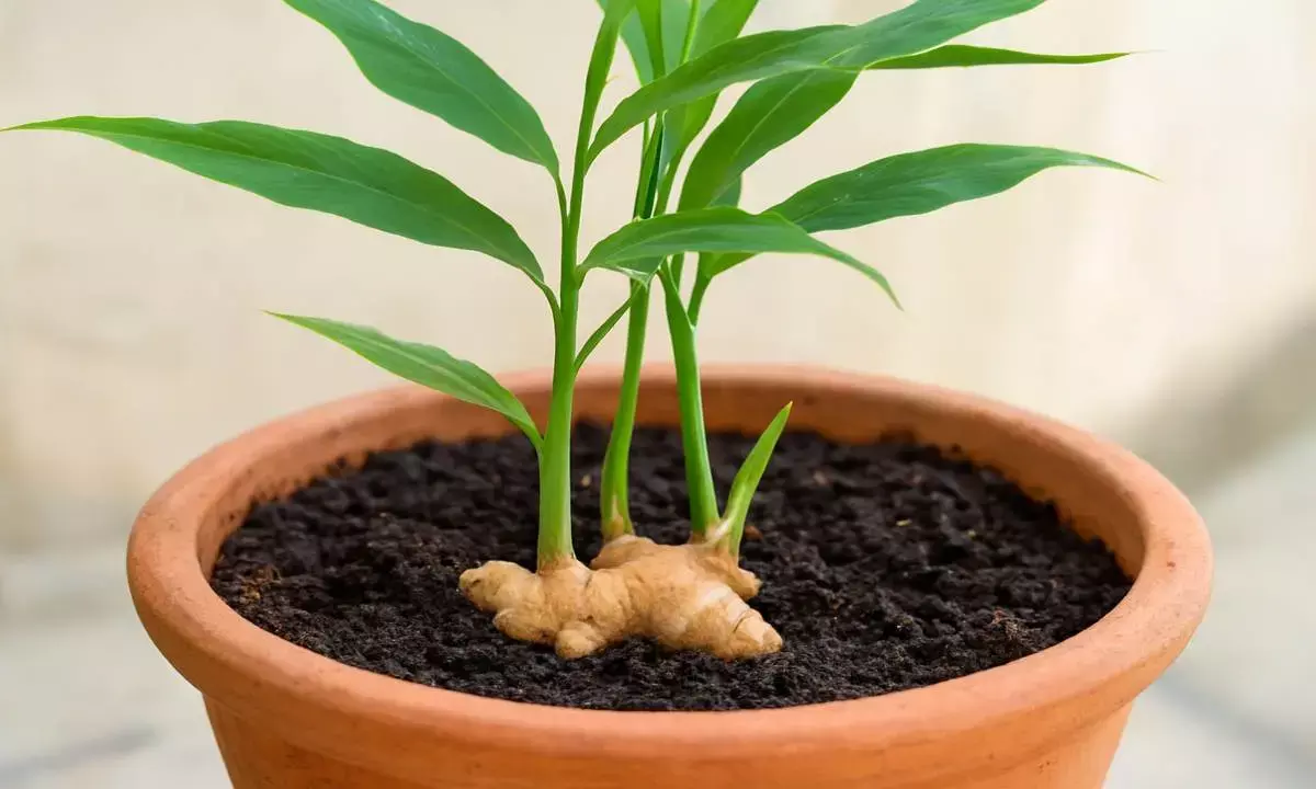 ginger plantation tips