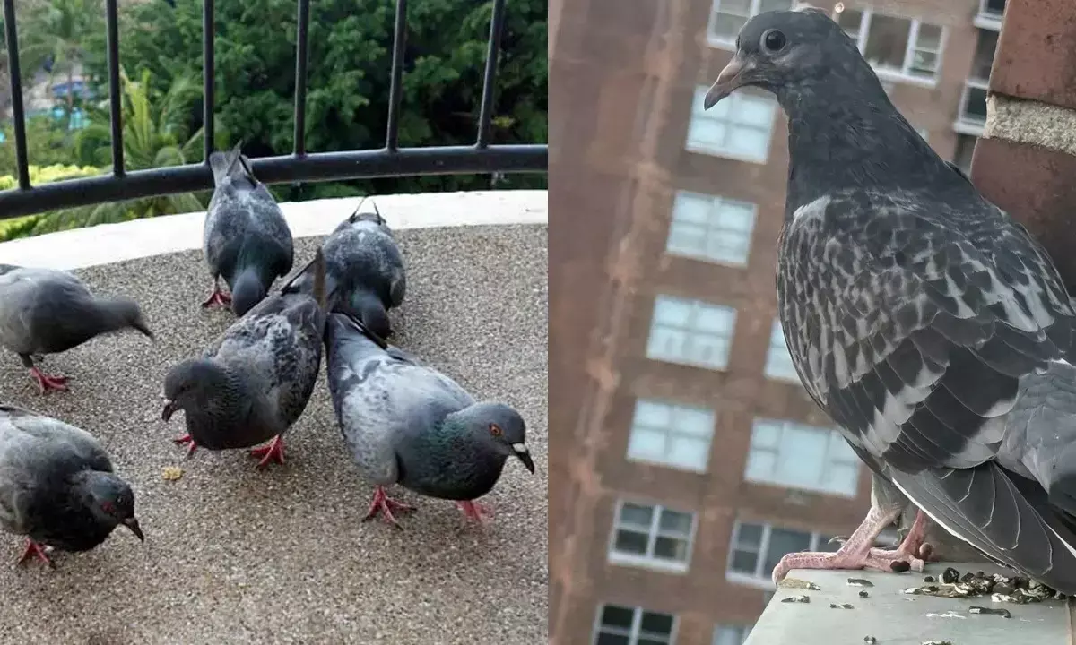 How To Get Rid Of Pigeons From Balcony