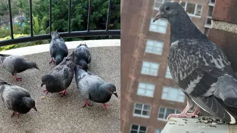 How To Get Rid Of Pigeons From Balcony How To Get Rid Of Pigeons From Balcony