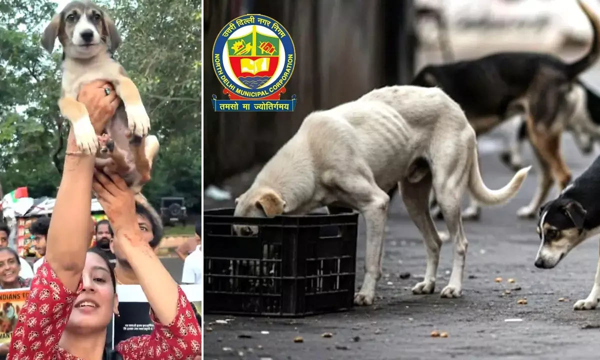 Delhi MCD Planning for Stray Dogs
