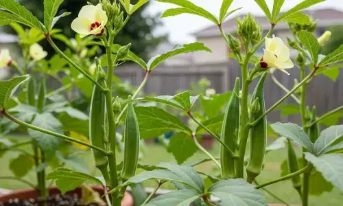 bhindi plantation tips lady finger