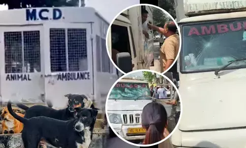 stray dogs uproar in rohini