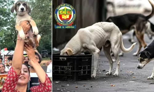 Delhi MCD Planning for Stray Dogs