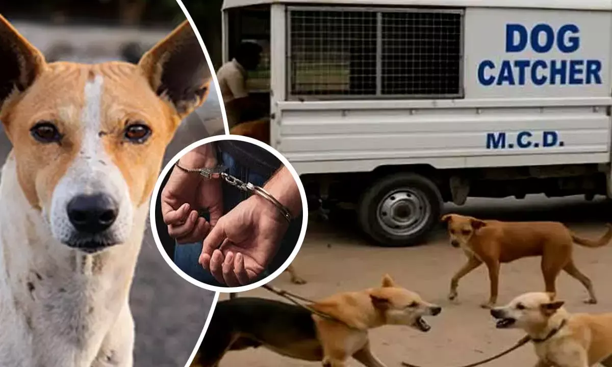 stray dogs delhi stray dogs delhi