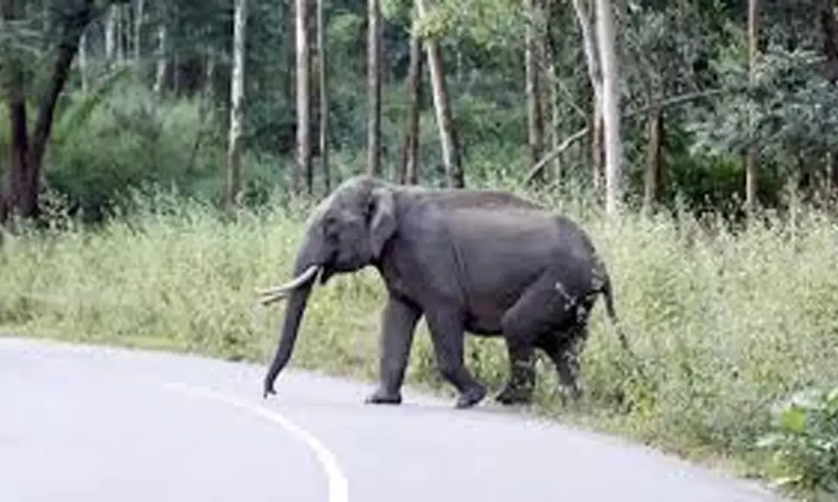 छत्तीसगढ़ में हाथियों का उत्पात