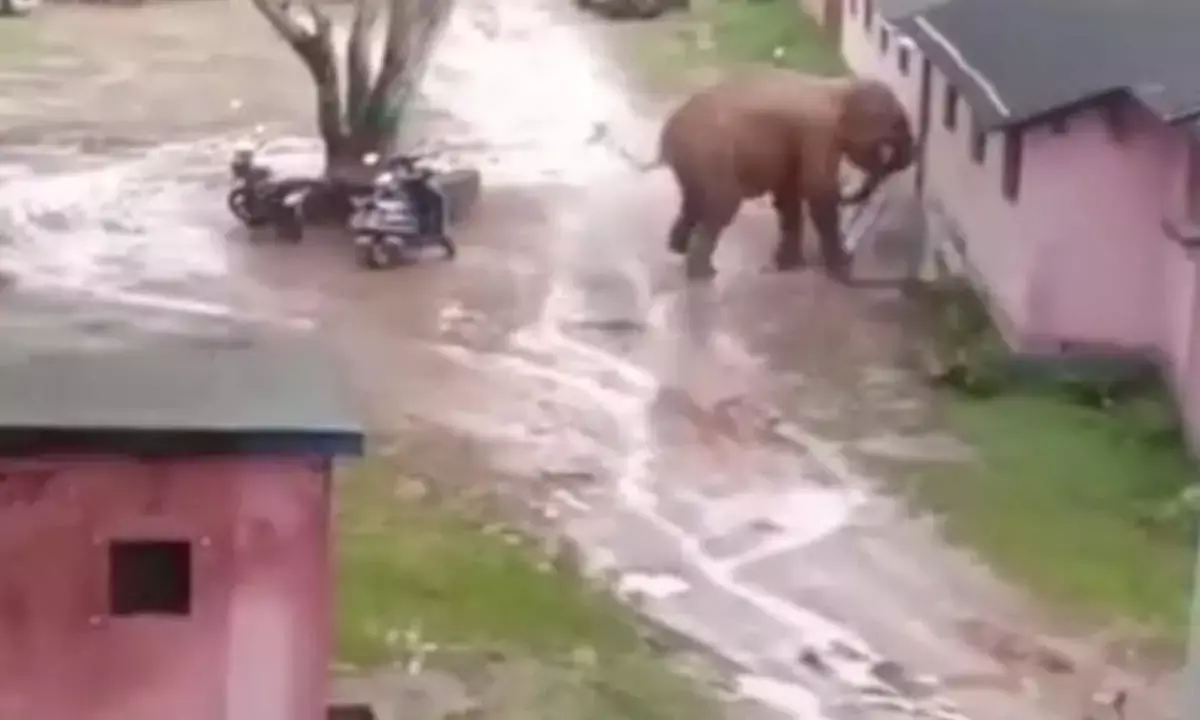 गांव में उत्पात मचाता हुआ हाथी