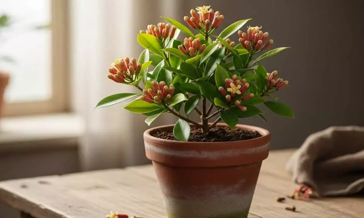 how to plant clove in a pot