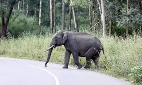 छत्तीसगढ़ में हाथियों का उत्पात छत्तीसगढ़ में हाथियों का उत्पात