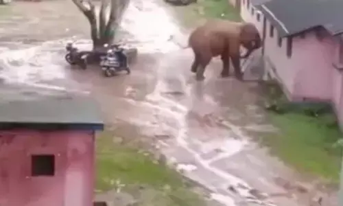 गांव में उत्पात मचाता हुआ हाथी