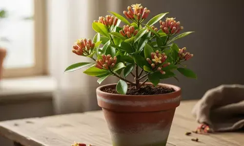 how to plant clove in a pot
