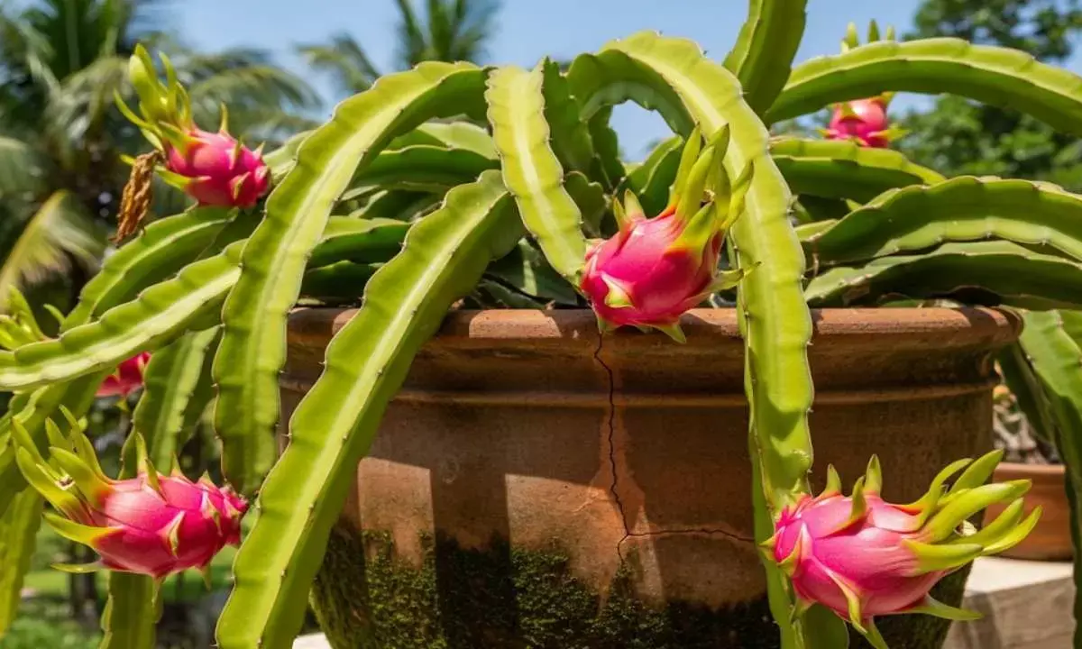 dragon fruit plantation tips