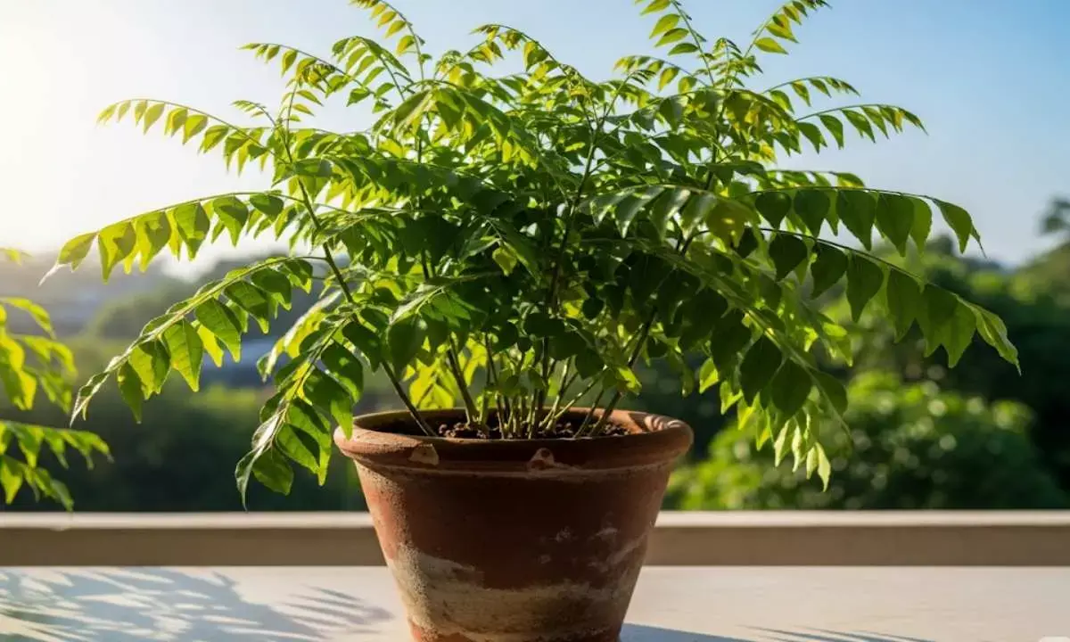 curry leaves plant care tips