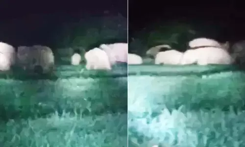 35 हाथियों का दल पहुंचा प्रतापपुर 35 हाथियों का दल पहुंचा प्रतापपुर