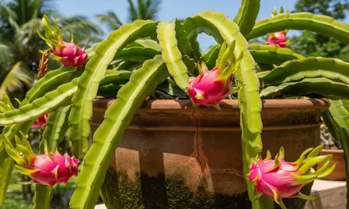 dragon fruit plantation tips