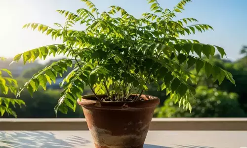 curry leaves plant care tips