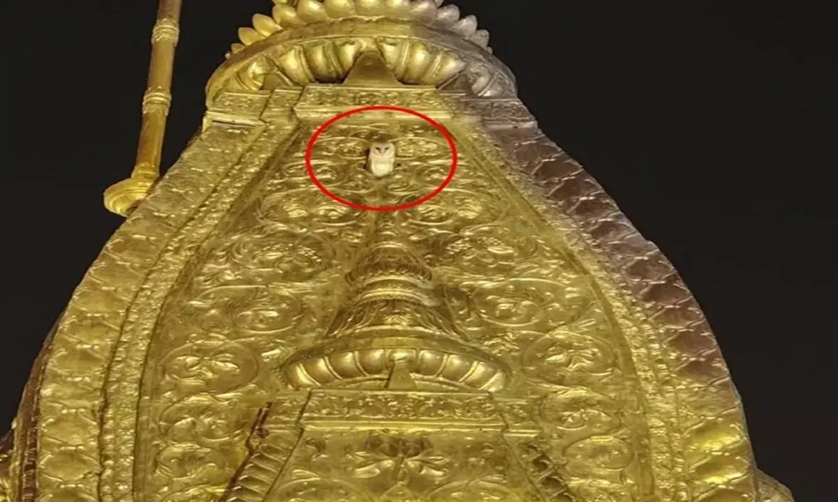 Varanasi: White owl was seen on the peak of Kashi Vishwanath temple for the third consecutive day.
