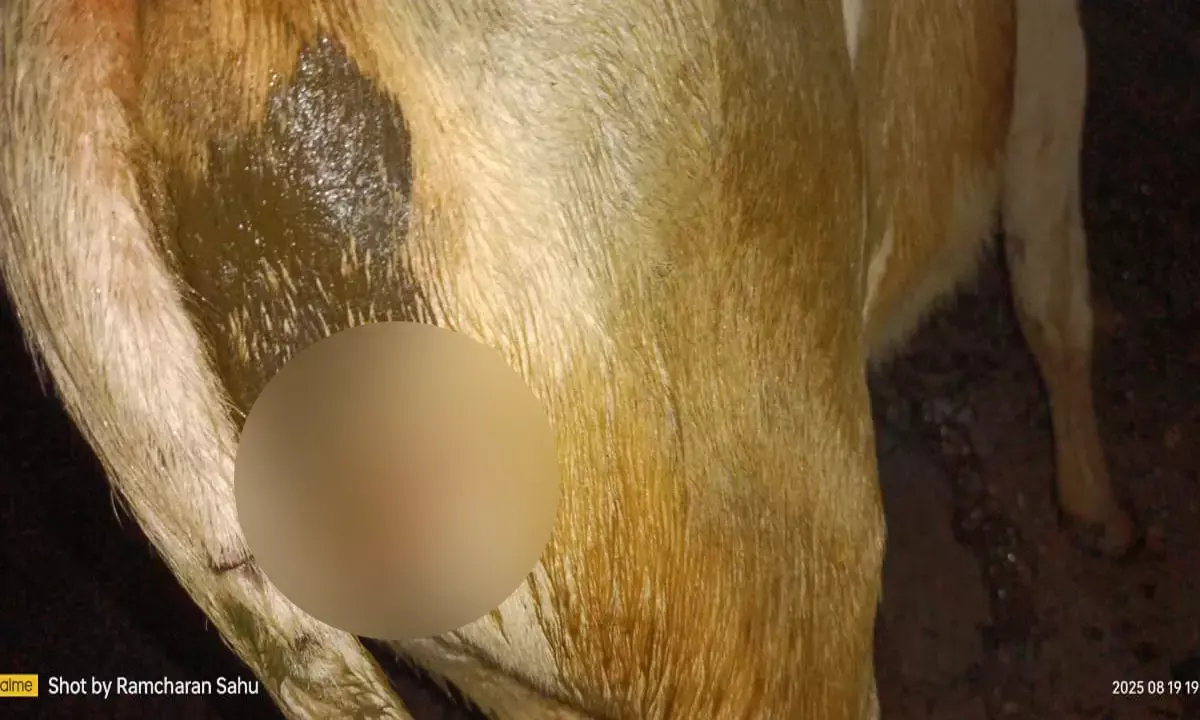 इंसान बना हैवान : पांच गायों पर कुल्हाड़ी से हमला, इलाज कराने में जुटे गौसेवक, हमलावर को तलाश रही पुलिस