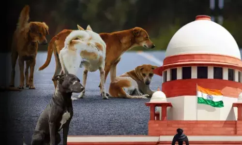 दिल्ली एनसीआर के आवारा कुत्ते कहां रहेंगे? सुप्रीम कोर्ट ने सुना दिया फैसला