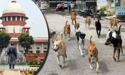 आवारा कुत्तों पर SC का अहम फैसला: जानें डॉग लवर्स ने क्या कहा?