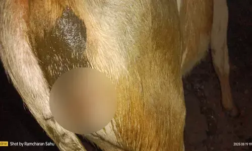 इंसान बना हैवान : पांच गायों पर कुल्हाड़ी से हमला, इलाज कराने में जुटे गौसेवक, हमलावर को तलाश रही पुलिस