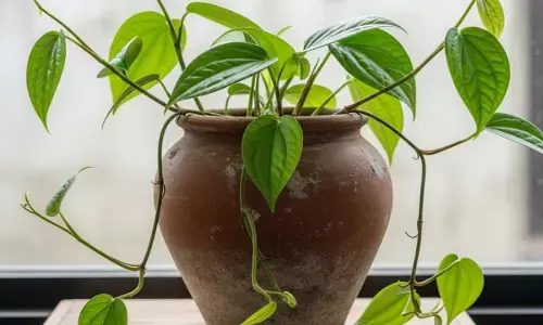 tips to plant betel in a pot