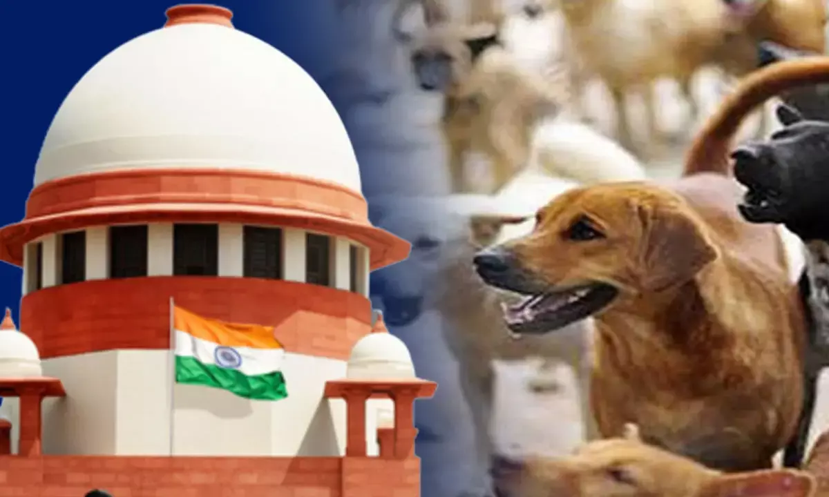 dog ​​lovers allegation