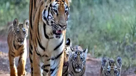 राज्य में बाघों की संख्या हुई दोगुनी: 17 से बढ़कर अब 37 होने का दावा राज्य में बाघों की संख्या हुई दोगुनी: 17 से बढ़कर अब 37 होने का दावा