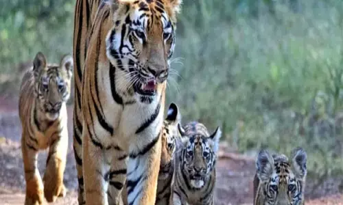 राज्य में बाघों की संख्या हुई दोगुनी: 17 से बढ़कर अब 37 होने का दावा