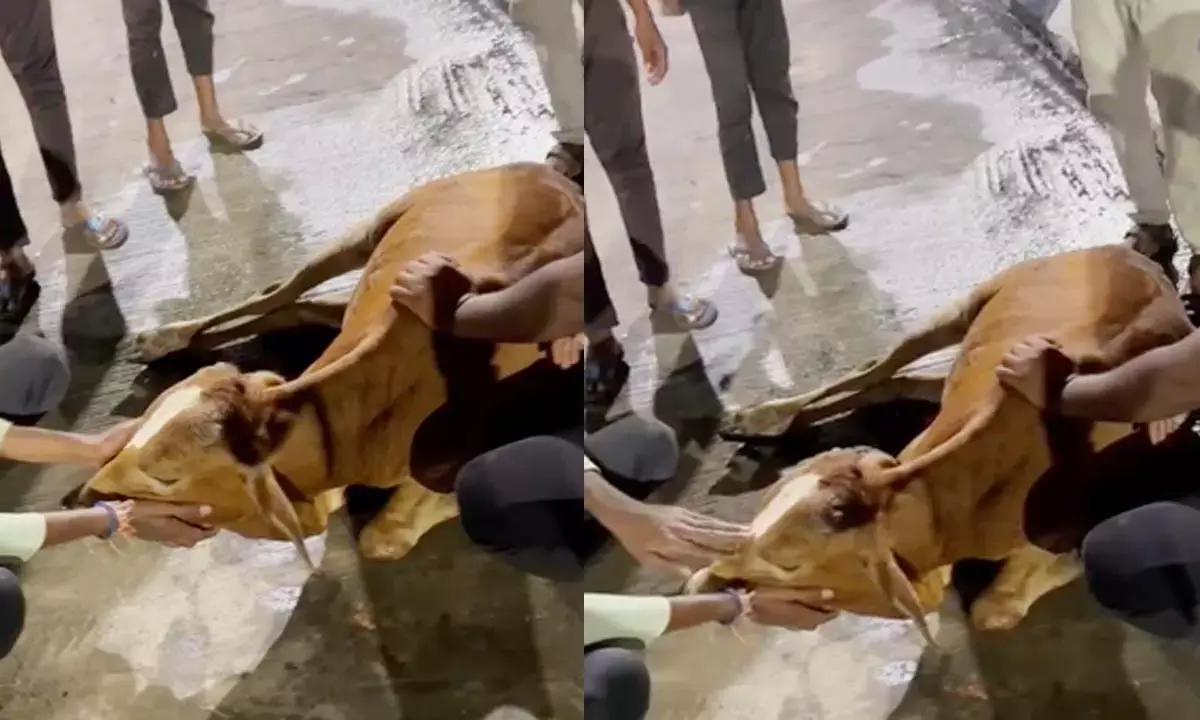 एक घायल मवेशी