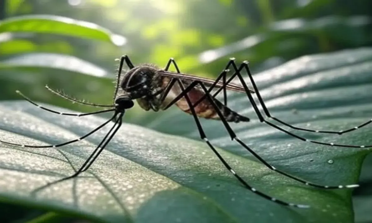 डेंगू होने पर क्या खाना चाहिए