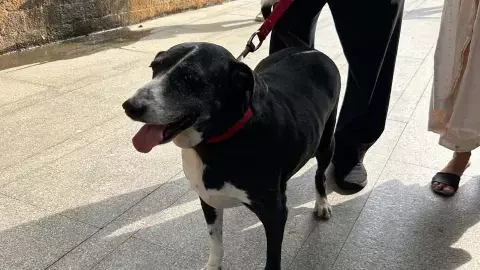 कुत्तों पर छत्तीसगढ़ में नया नियम : बिना मुंह बांधे घुमाया या खुला छोड़ा तो लगेगा जुर्माना कुत्तों पर छत्तीसगढ़ में नया नियम : बिना मुंह बांधे घुमाया या खुला छोड़ा तो लगेगा जुर्माना