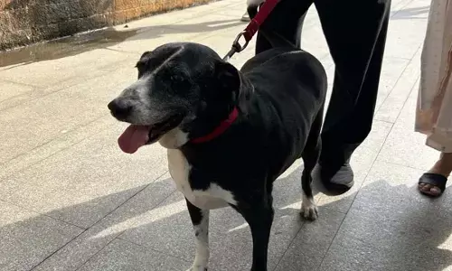 कुत्तों पर  छत्तीसगढ़ में नया नियम :  बिना मुंह बांधे घुमाया या खुला छोड़ा तो लगेगा  जुर्माना