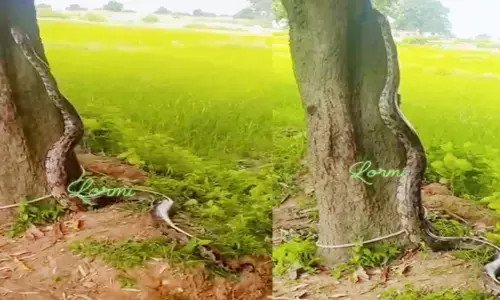 पेड़ पर चढ़ता हुआ अजगर सांप