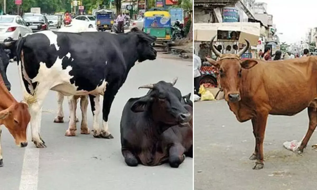 stray cattle issue in Delhi