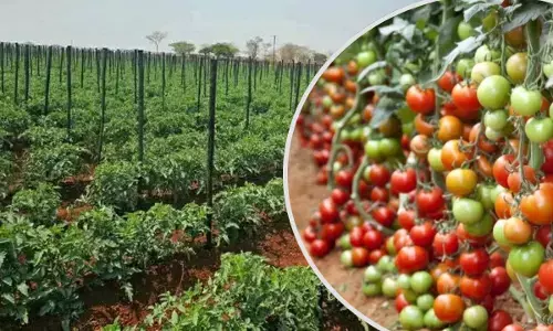 टमाटर उत्पादन में MP नंबर-1, अनूपपुर के किसानों ने रचा इतिहास
