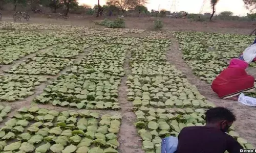 राजनांदगांव शहर के गोदाम से करीब साढ़े 93 लाख रूपए के अच्छे क्वालिटी के तेंदूपत्ते के गायब होने के मामले की जांच रिपोर्ट में लीपापोती किए जाने की शिकायतें सामने आ रही है राजनांदगांव शहर के गोदाम से करीब साढ़े 93 लाख रूपए के अच्छे क्वालिटी के तेंदूपत्ते के गायब होने के मामले की जांच रिपोर्ट में लीपापोती किए जाने की शिकायतें सामने आ रही है