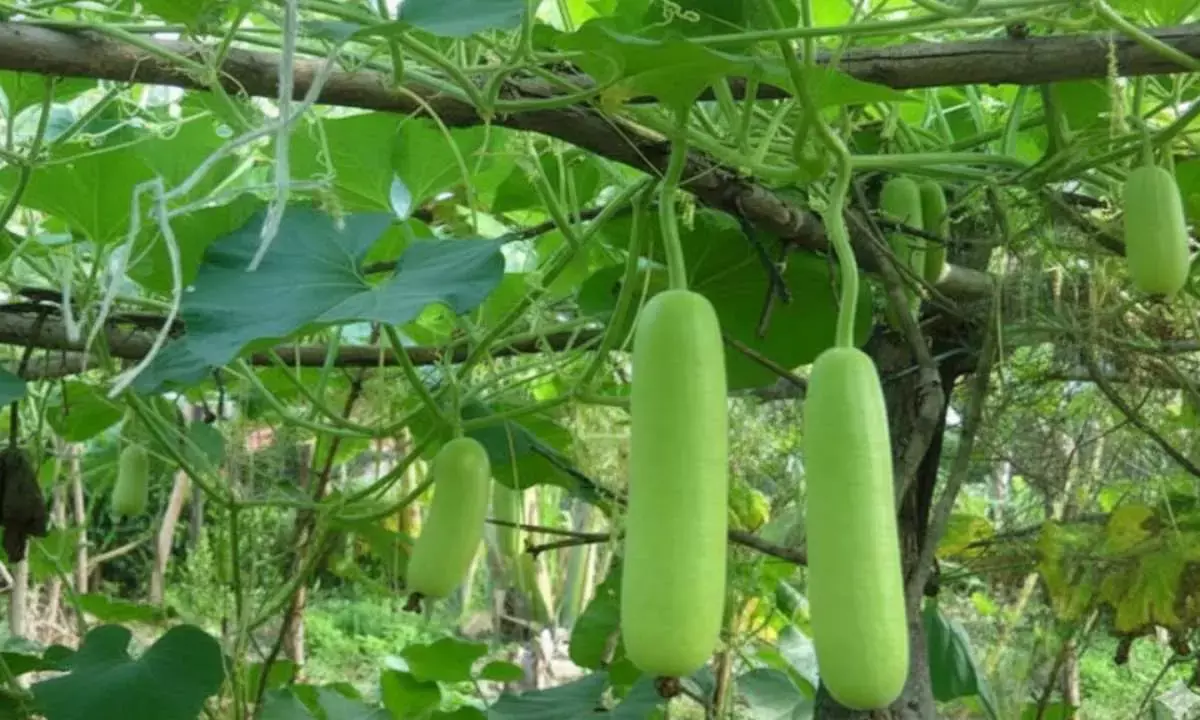 lauki plantation bottle gourd plantation tips in hindi