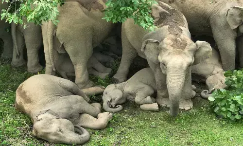ये आराम का मामला है : यहां विचर रहा 52 हाथियों का दल, नन्हे शावक मां की गोद में ले रहे चैन की सांस, देखिए VIDEO