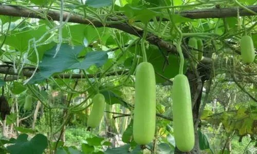lauki plantation bottle gourd plantation tips in hindi