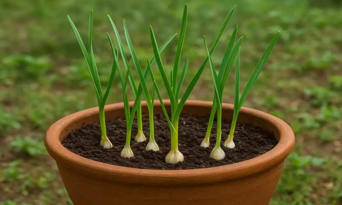 how to plant garlic in a pot lahsun ugane ka tarika