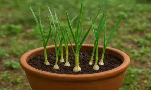 how to plant garlic in a pot lahsun ugane ka tarika
