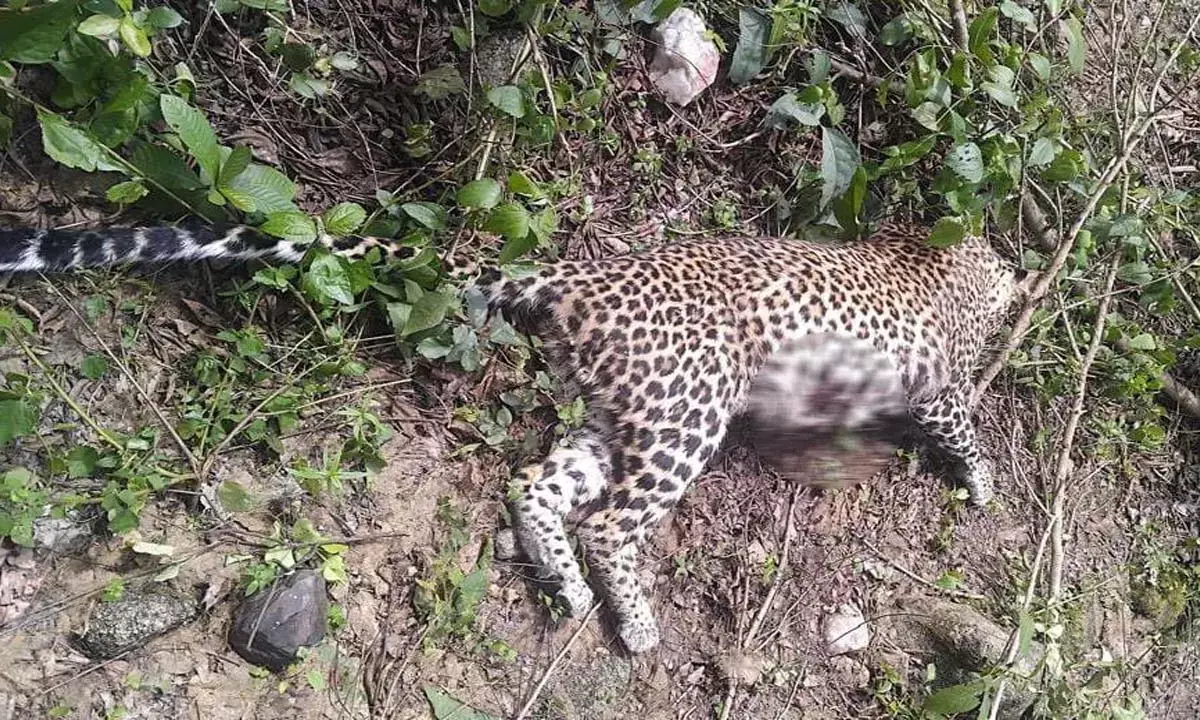 भैरमगढ़ अभयारण्य में मिला तेंदुए का शव :  शरीर पर चोट के निशान, वन विभाग कर रही जाँच