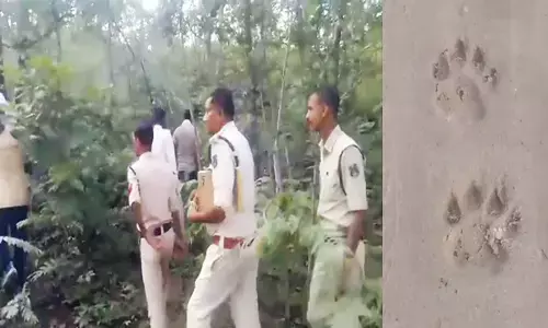 जांच करती हुई पुलिस टीम और बाघ के पंजों के निशान