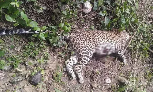 भैरमगढ़ अभयारण्य में मिला तेंदुए का शव :  शरीर पर चोट के निशान, वन विभाग कर रही जाँच